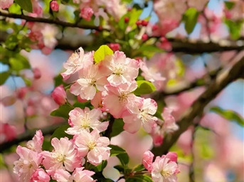 春天，一起賞花花花